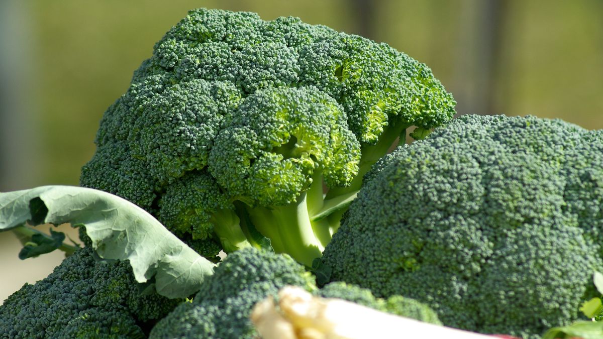 lifestyle don t like broccoli 6 interesting ways to include the green vegetable in your diet