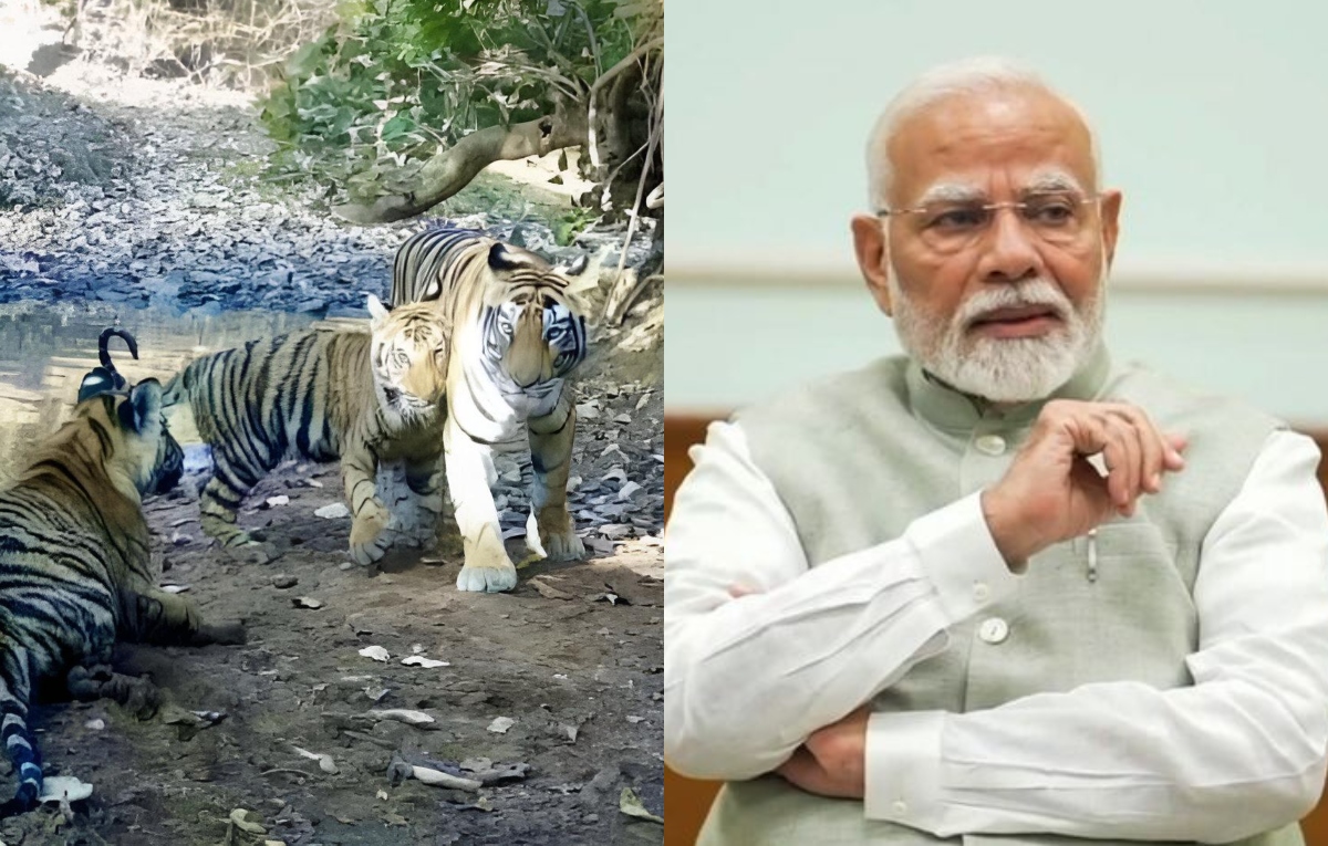 India gets 58th tiger reserve in Madhya Pradesh, PM Modi hails move