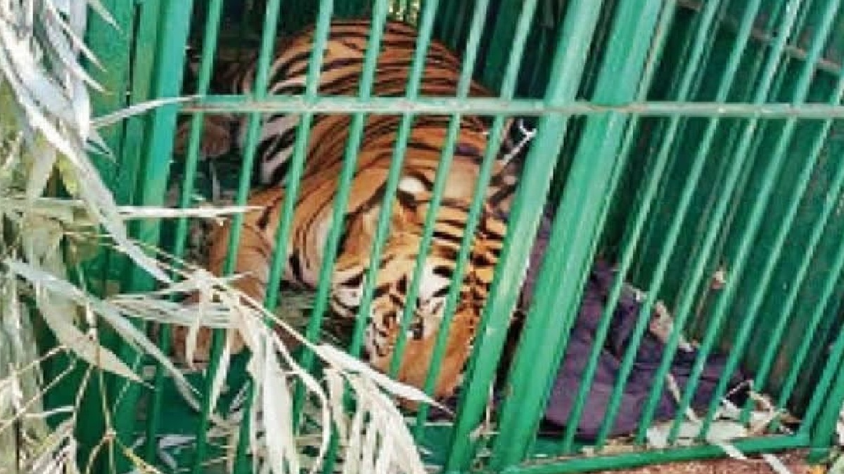 Lucknow: 'Man-eater' tiger caught after 90 days in Rehmankheda | Video