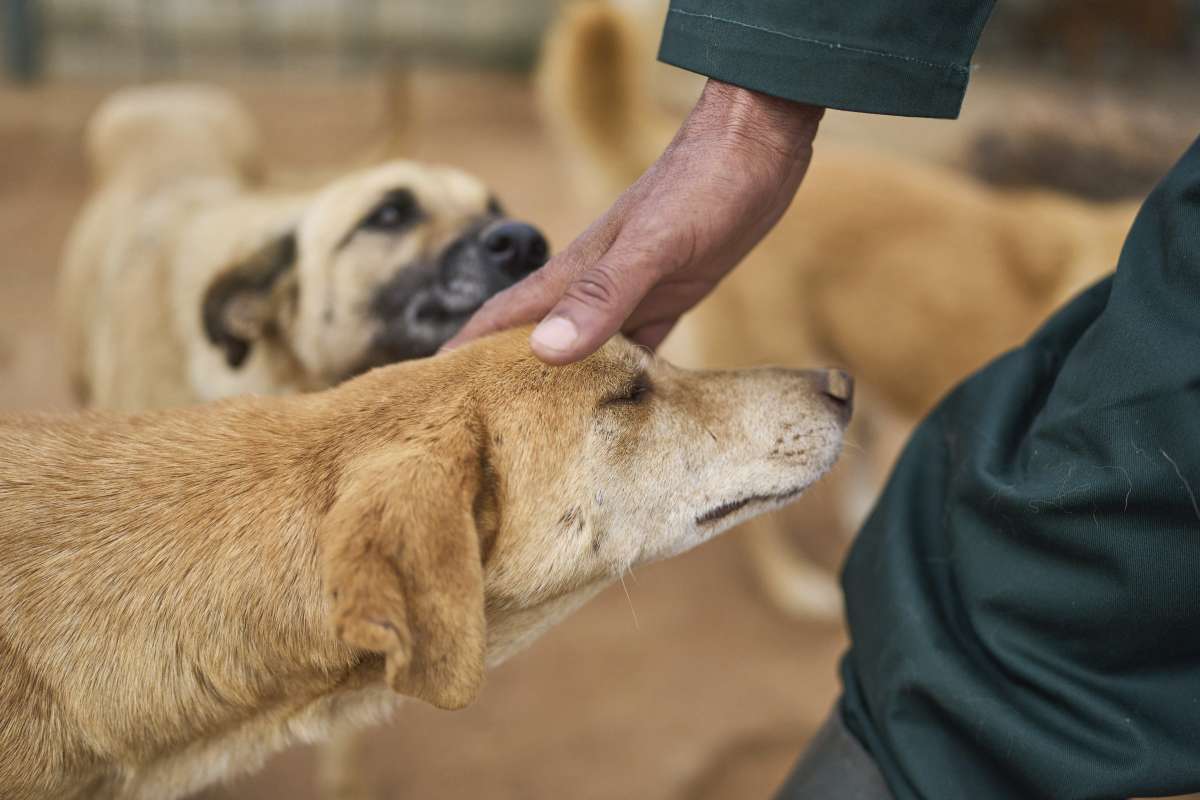 17475527661106920_morocco_stray_dogs_09264.jpg