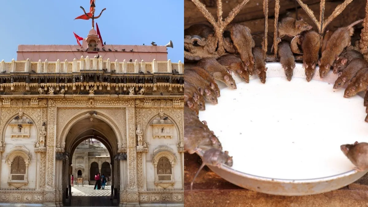 Know why devotees are given leftover 'prasad' of rats at Karni Mata temple.