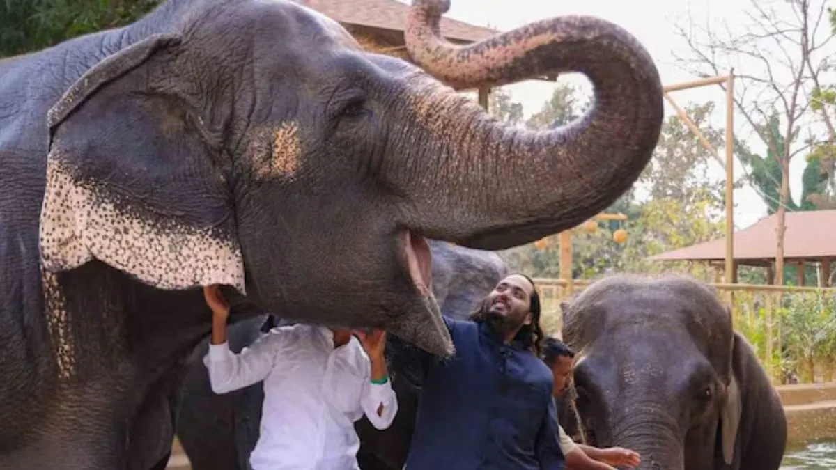 Vantara is a large-scale animal rescue centre.