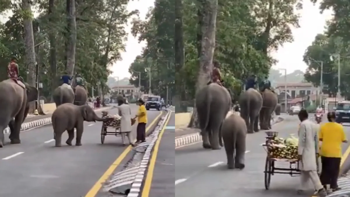 Adorable baby elephant halts traffic for a snack break in new viral