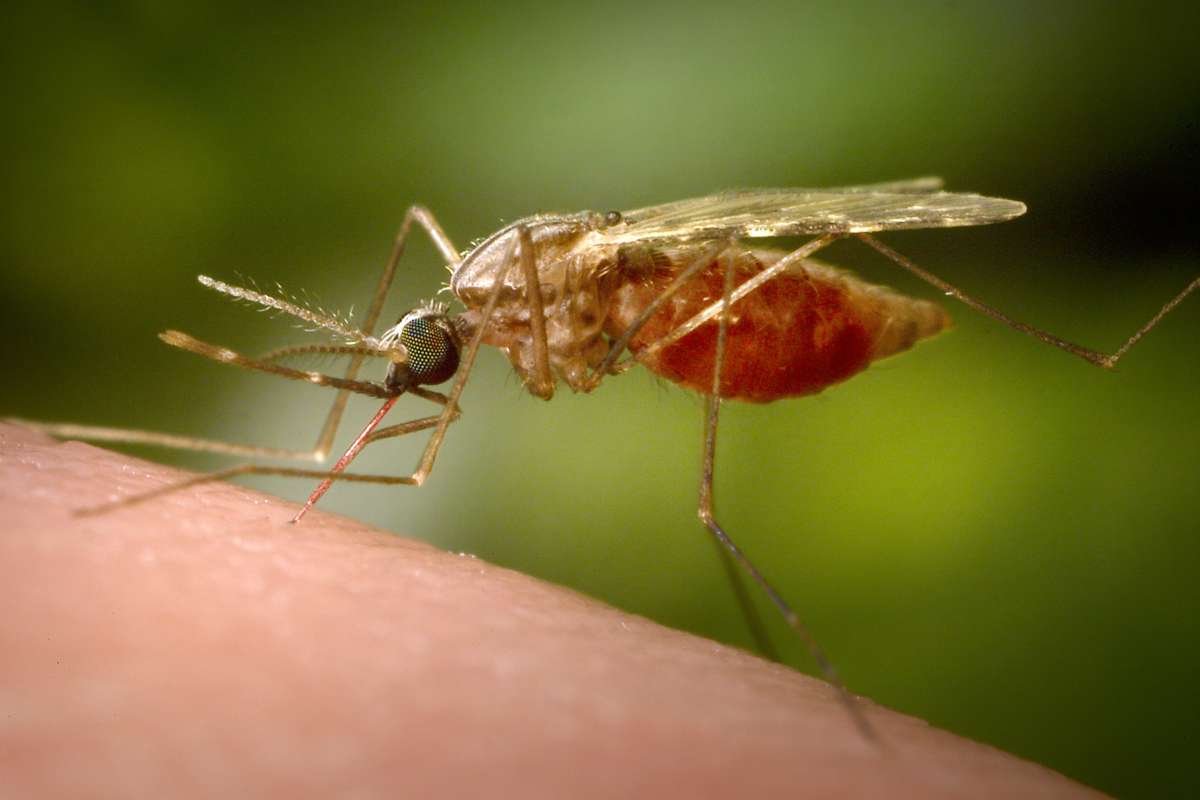 Chikungunya cases reported in Kerala: State govt steps up surveillance, issues advisory