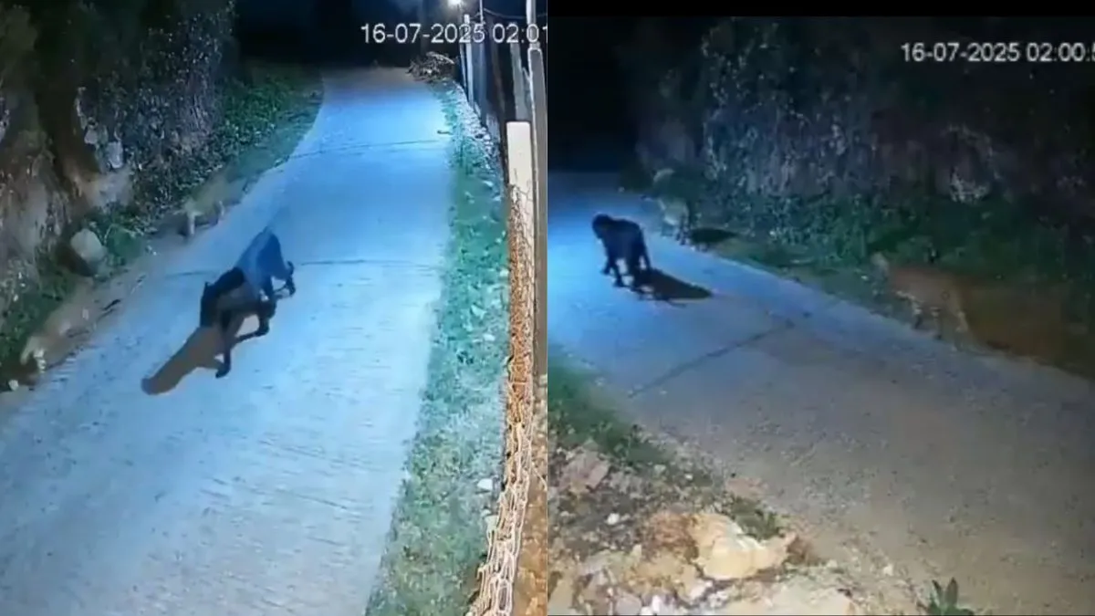 The Snow Leopard Of The Black Panther Family www.indiatvnews.com