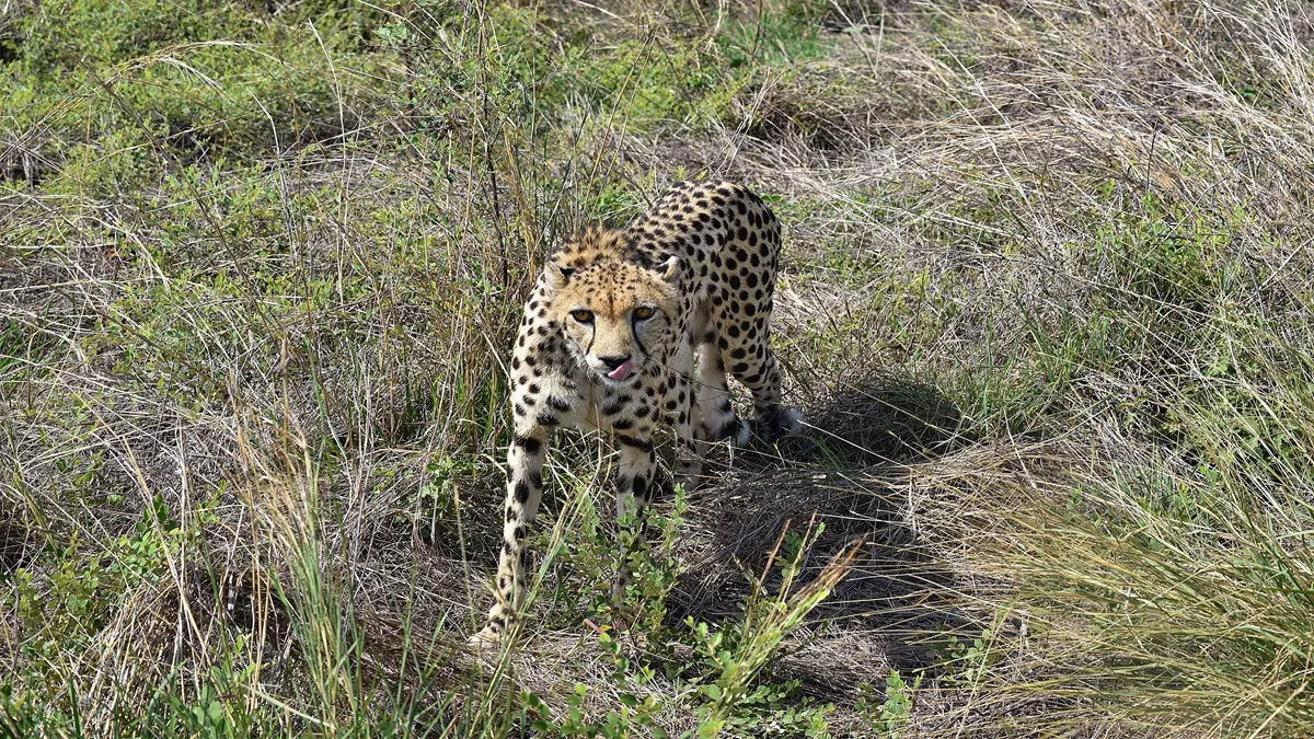 A cheetah at Kuno National Park in Sheopur.
