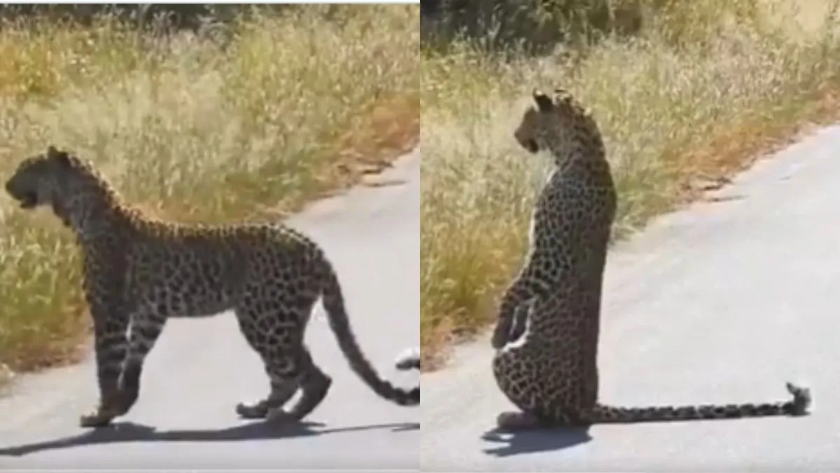 Video of leopard standing on hind legs goes viral