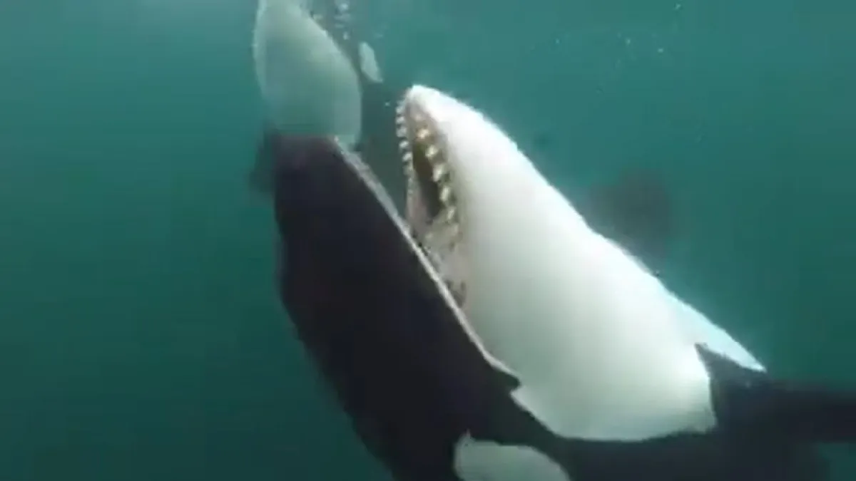 Killer whales have been seen offering food to humans in various scientific studies