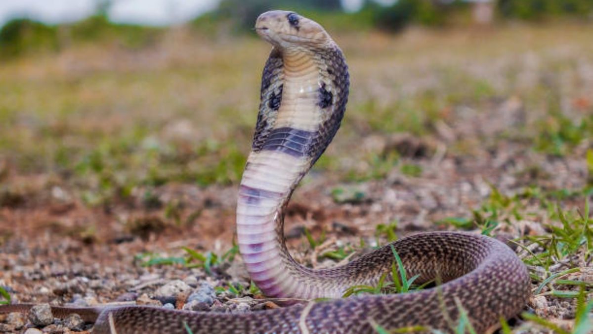 Bihar shocker! One-year-old bites cobra, snake dies, but he survives
