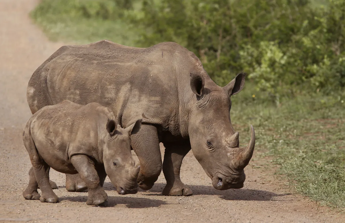 World Rhino Day 2025 