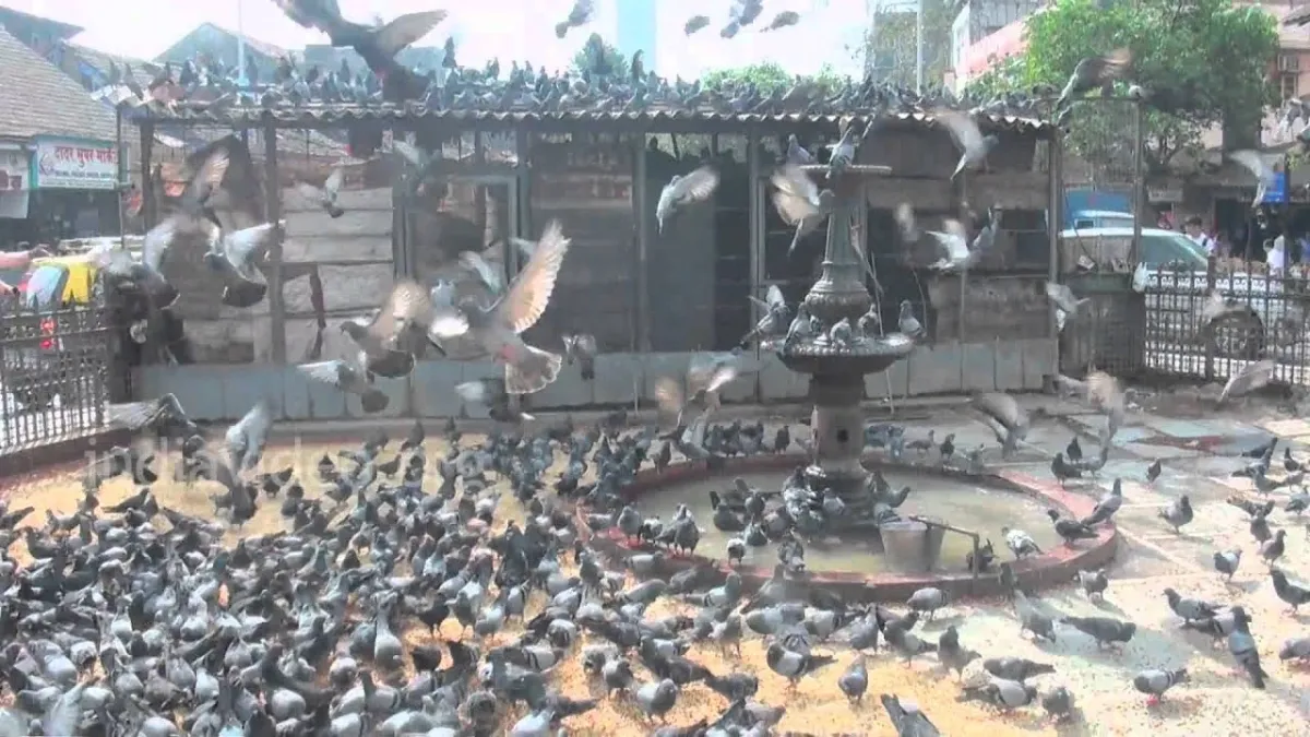 BMC covers Dadar Kabutarkhana with tarpaulin amid health concerns