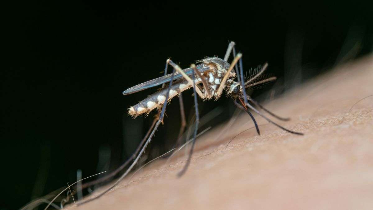 Stay Safe from Dengue: Essential Tips for Prevention