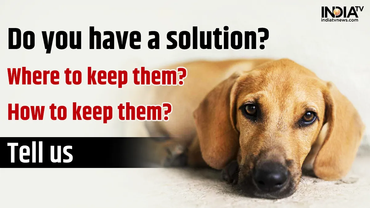 India TV's search for a solution on the stray dogs issue