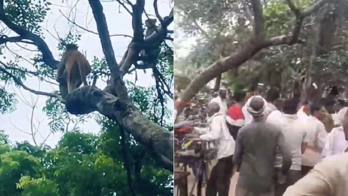 Monkey snatches Rs 80,000 bag, showers cash from tree in UP's Auraiya: Watch viral video