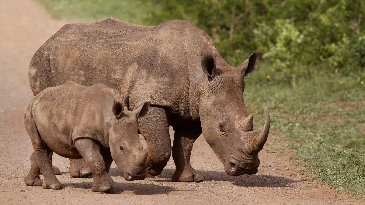 World Rhino Day is observed every year on September 22
