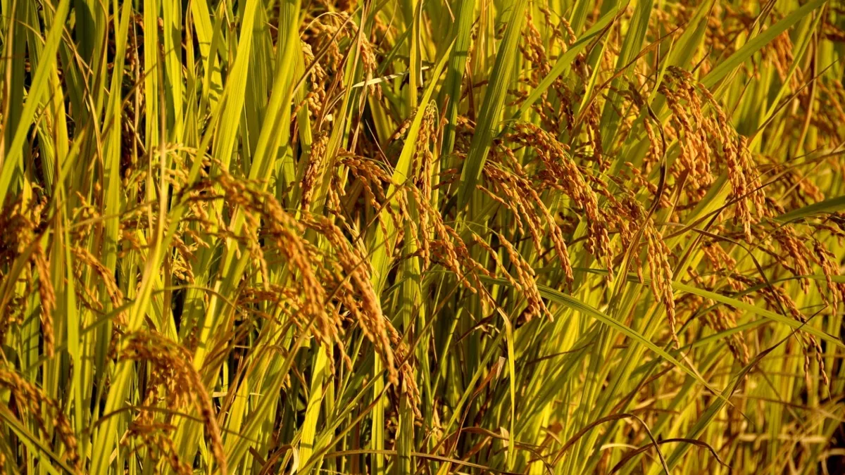 New Delhi exported about 2.34 lakh tonnes of rice to the United States in the 2024 fiscal.