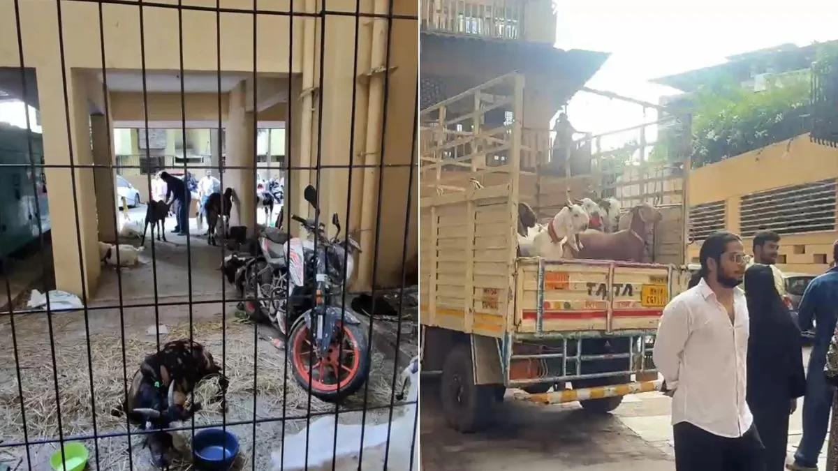 Clashes in Mumbai's Mira Road society over goats kept for Eid sacrifice, Hindu outfits bring pig in protest