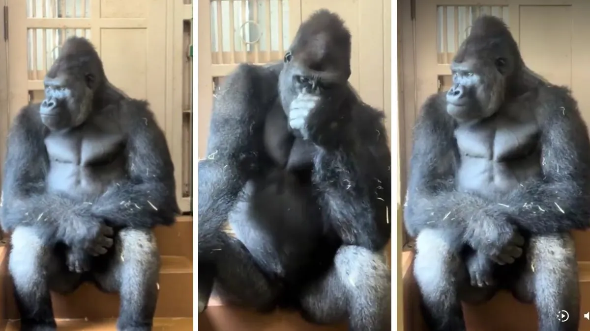 He's going through it': Gorilla's human-like reaction after