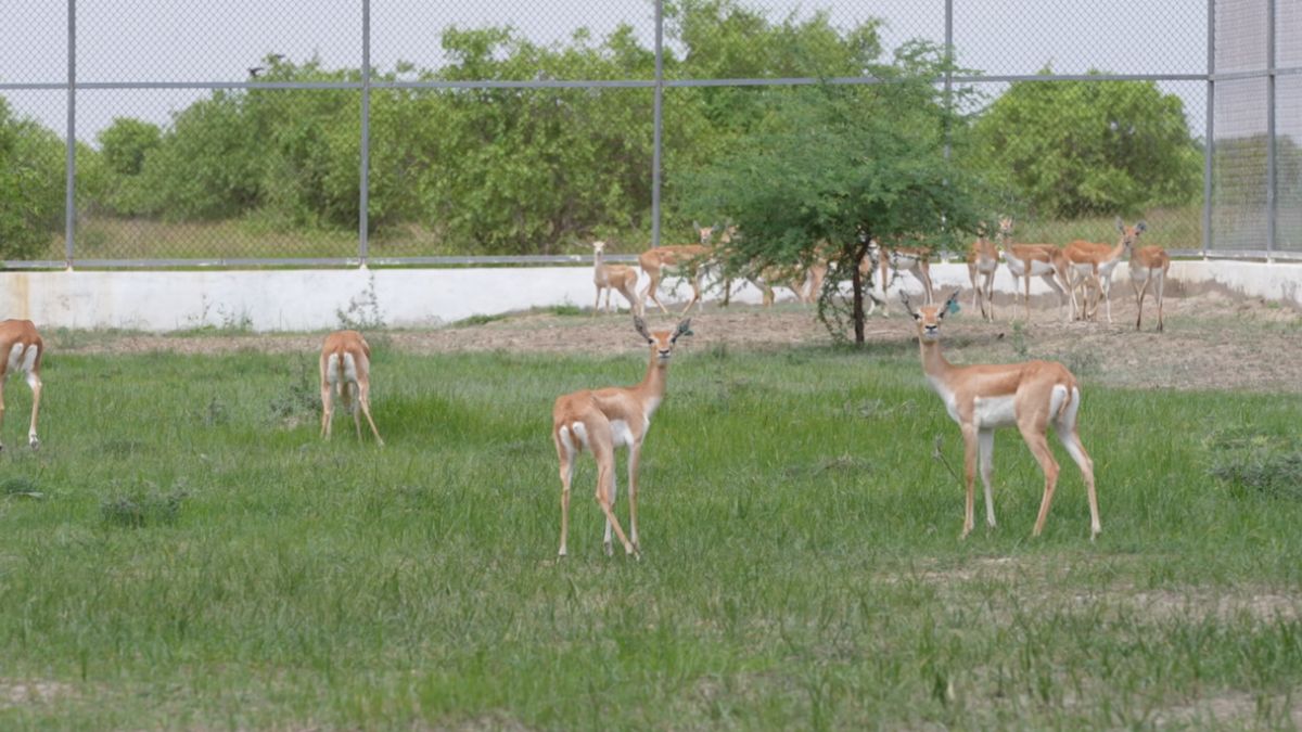 20 blackbucks rewilded in Gujarat's Banni grasslands on 80th Independence Day 20 blackbucks rewilded in Gujarat's Banni grasslands on 80th Independence Day