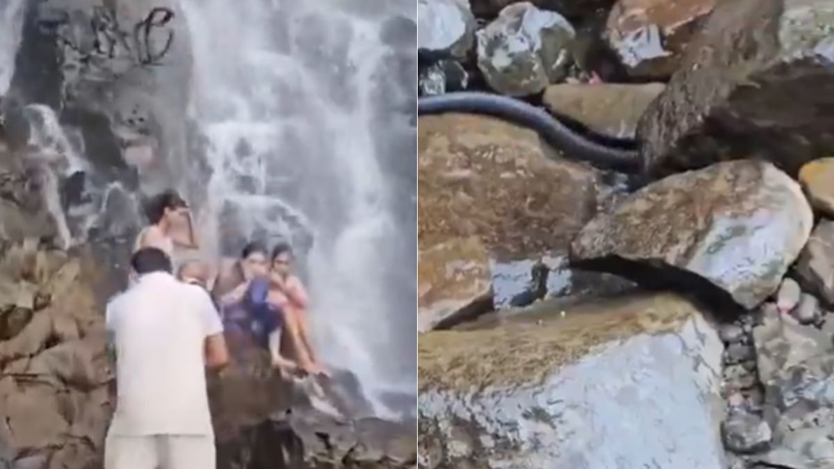 Snake suddenly falls on man carrying child at Maharashtra's Amboli waterfall, video captures scary moment