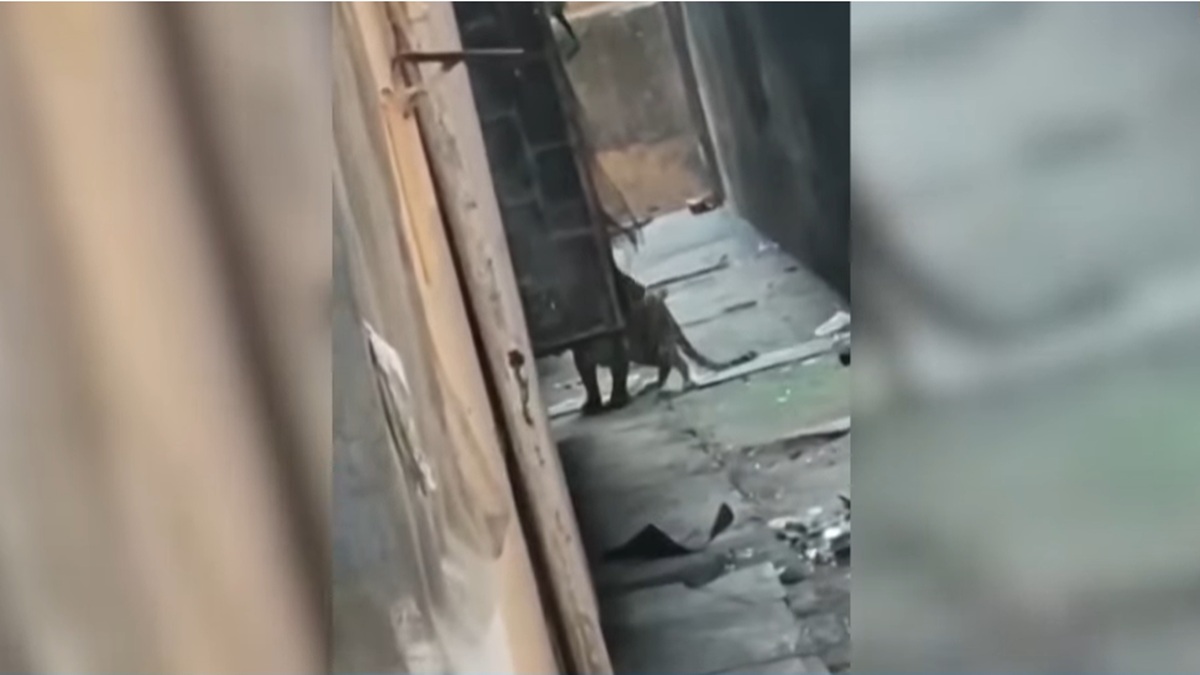 Leopard Captured in Thane After Injuring Several in Bhayandar Complex