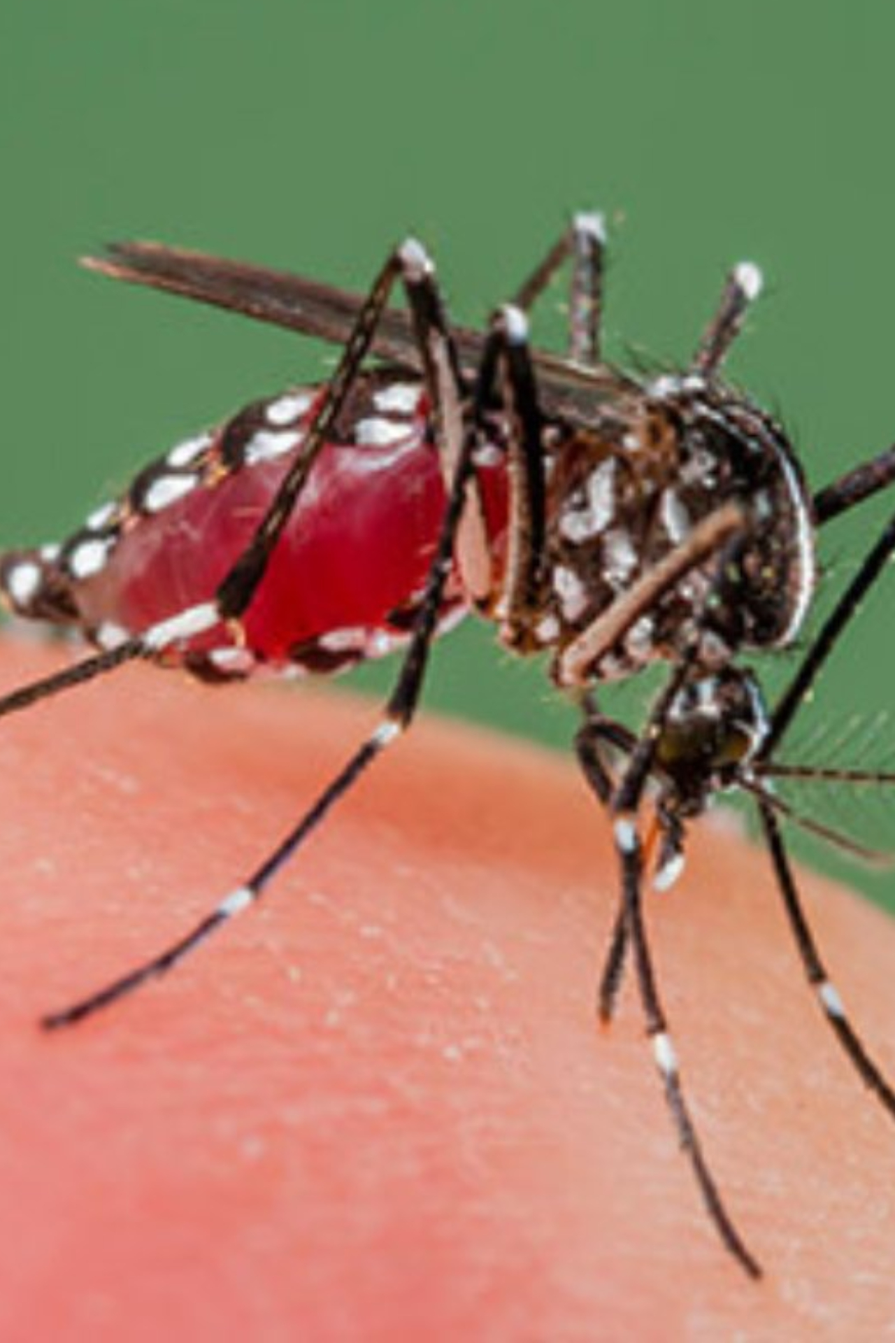 6 important facts about Dengue.
