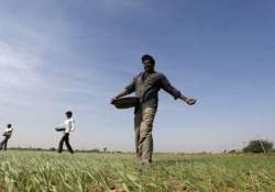  Farmers sprinkle fertilizer