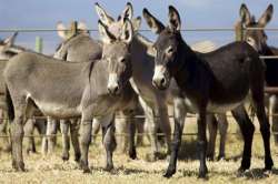  Wild donkeys