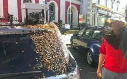 A beekeeper attempts to move a swarm of bees 