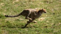 Cheetah numbers may be lower than estimated