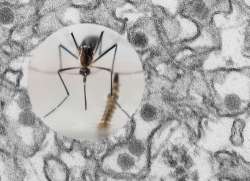 The Zika virus clone