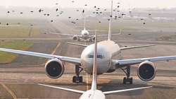 Pigeons swarm airport