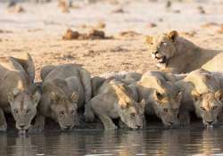 Lions- Gir Forest