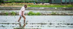 Rice Field