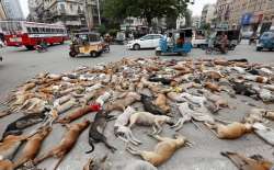 STRAY DOGS KILLED- India TV