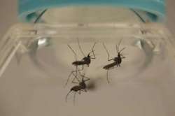 DOs and DON'Ts to keep in mind to avoid dengue and chikungunya- IndiA TV