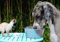 Great Dane Major was visited by Chihuahua Disney
