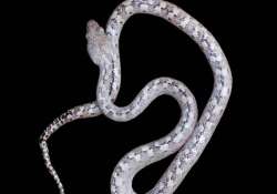 The ghost snake was found within the Ankarana National Park 