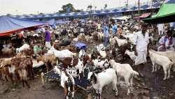 Goats for Bakrid