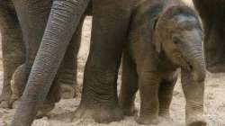 African elephant population plunges by 30 percent in 7 years- India TV