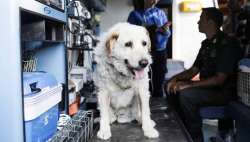 Dog who spent 9 days under rubble rescued miraculously