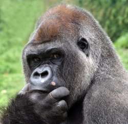  Apes know just like humans others are thinking