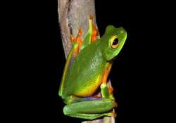 treefrog