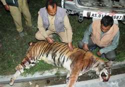 Forest officials examining the carcass of tiger killed by locals in Jorhat 