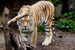 Tiger breaks free in MP zoo