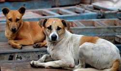 Delhi Police, Murder Mystery, Street Dog