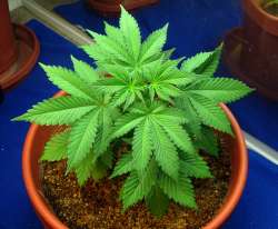 Former banker turns Hyderabad apartment into ‘marijuana nursery’