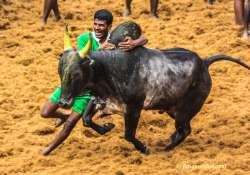 Bring ordinance to allow Jallikattu on Pongal, Sasikala writes to PM Modi 