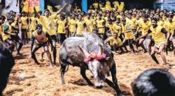 Jallikattu 