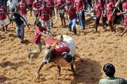 SC admits plea challenging TN ordinance allowing Jallikattu